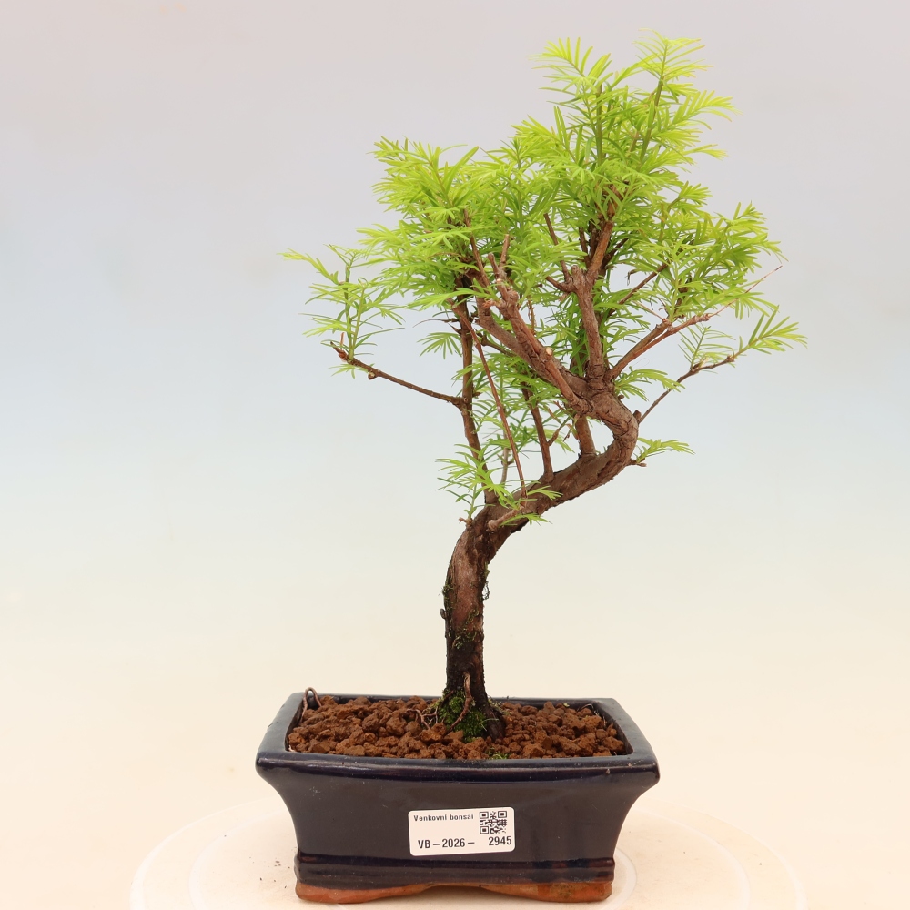 Bonsai da esterno - Metasequoia glyptostroboides - Metasequoia cinese