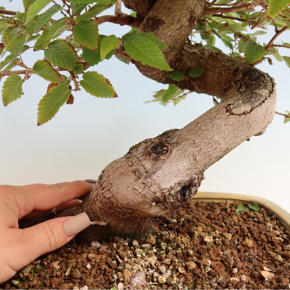 Bonsai da esterno -Carpinus CARPINOIDES - Carpino coreano