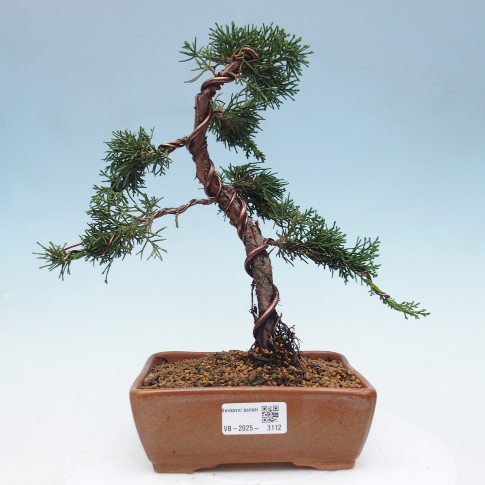 Bonsai da esterno - Juniperus chinensis Kishu
