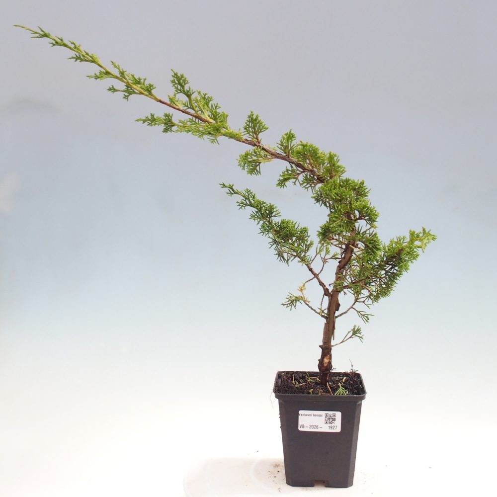 Bonsai da esterno - Juniperus chinensis Itoigawa
