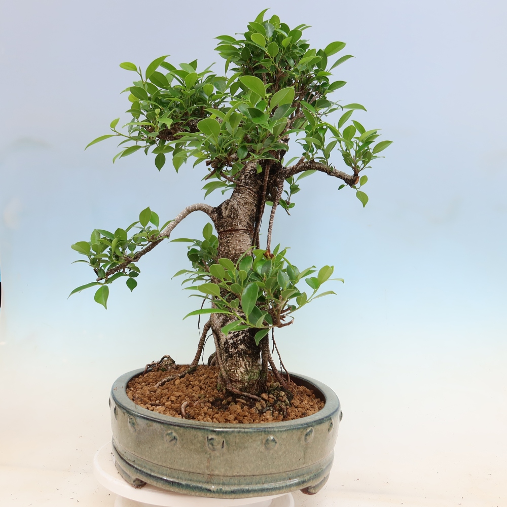 Camera bonsai - Ficus kimmen - ficus a foglie piccole