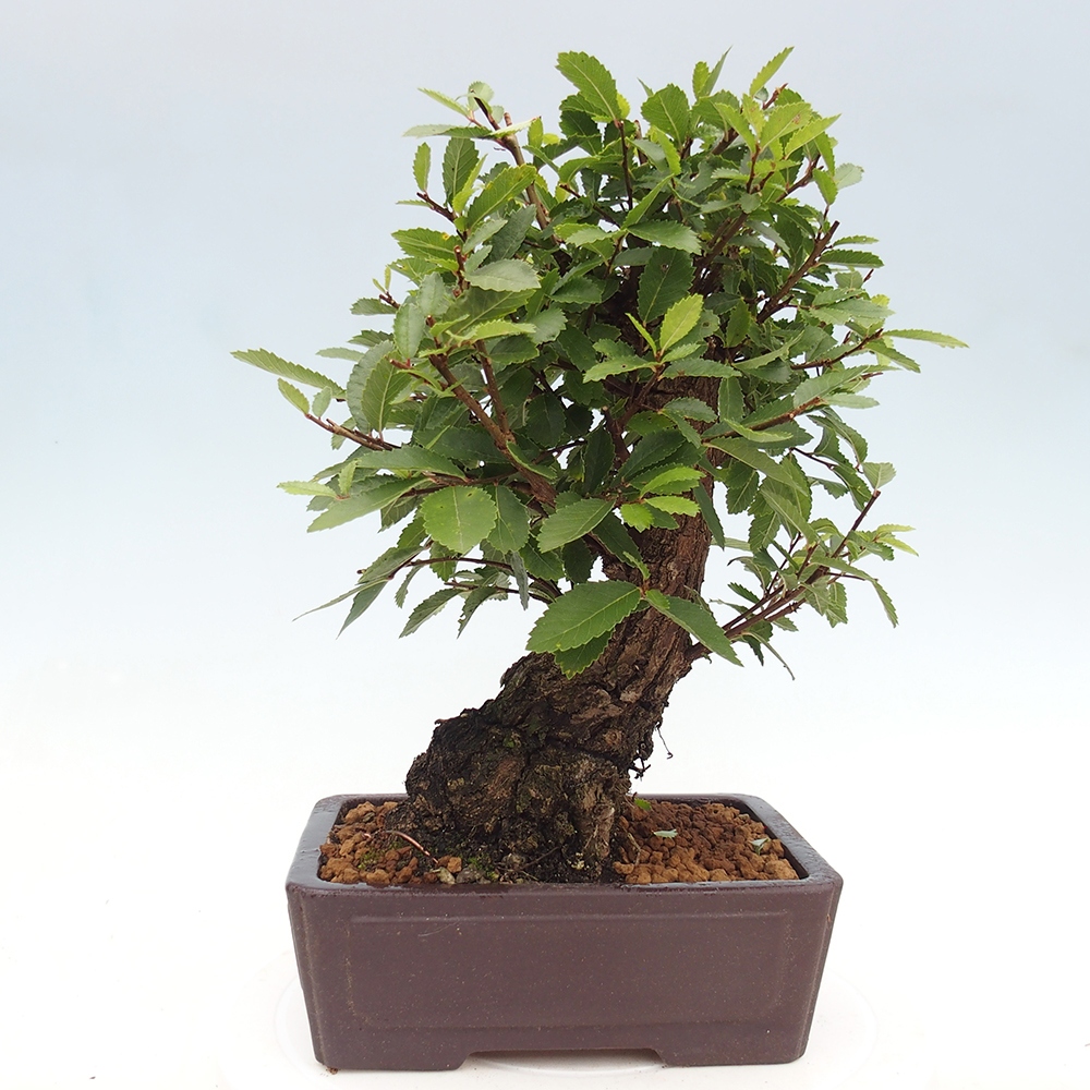 Bonsai da esterno - Zelkova - Zelkova NIRE