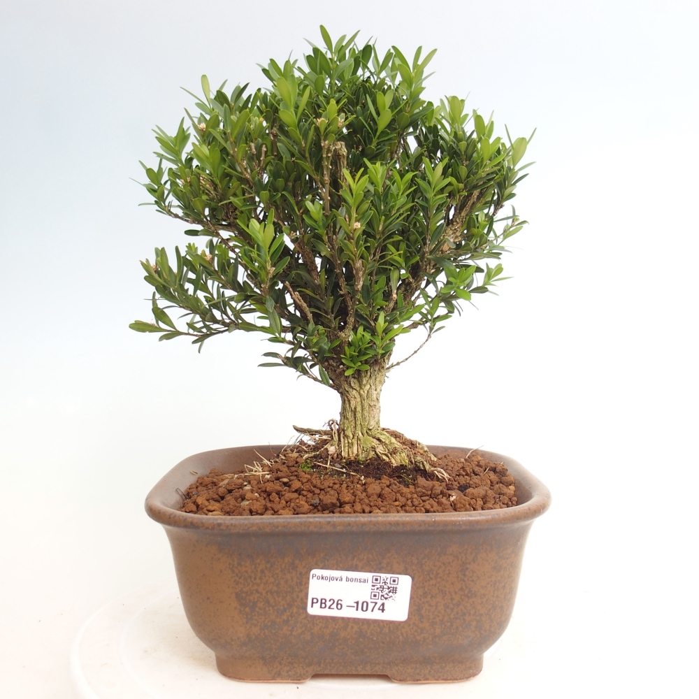 Camera bonsai - Buxus harlandii - buxus da sughero