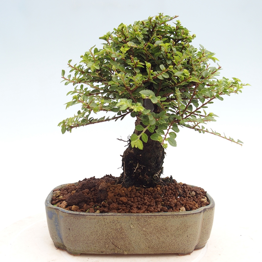 Bonsai da esterno - Ulmus parvifolia Hokkaido - Olmo cinese