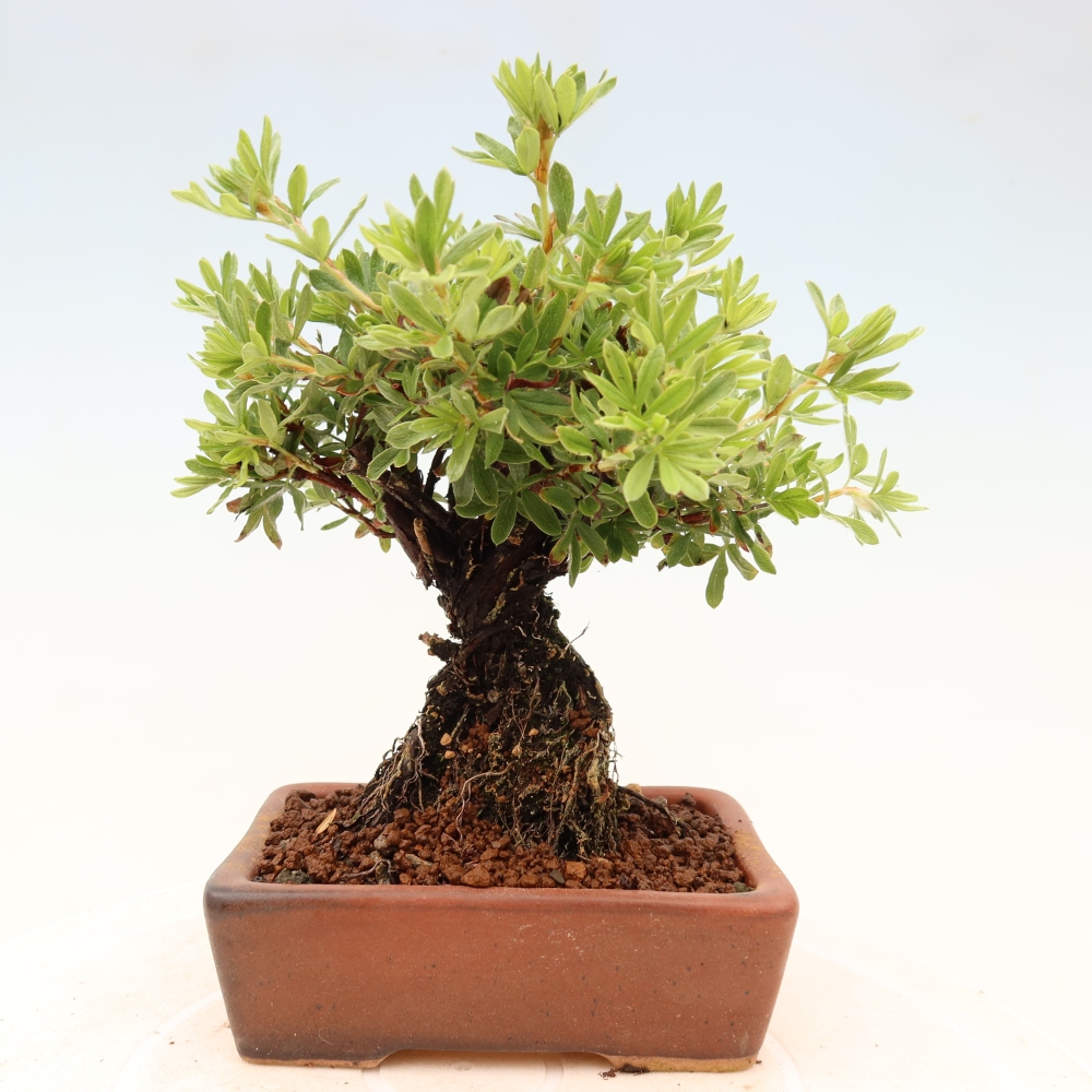 Bonsai da esterno - Potentila fruticosa