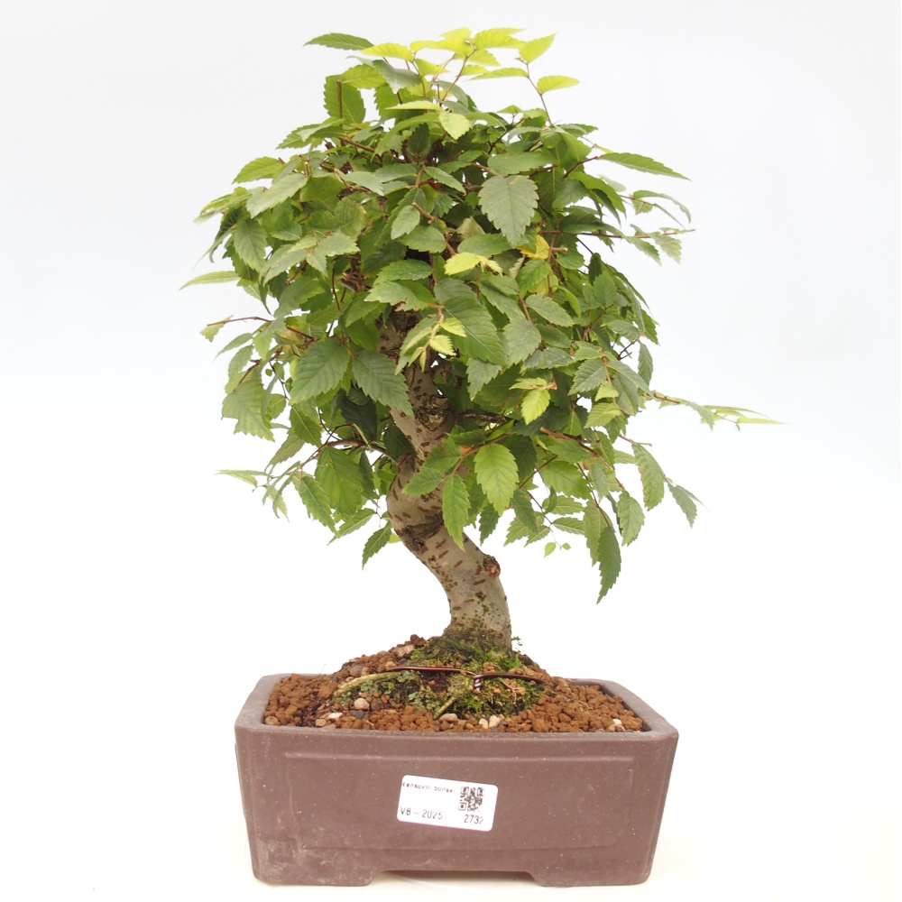 Bonsai da esterno - Zelkova - Zelkova NIRE