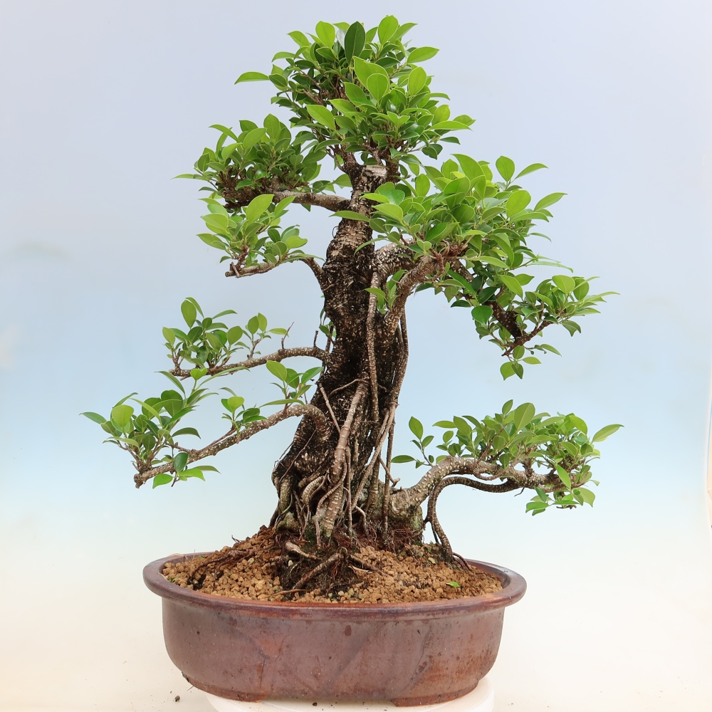 Camera bonsai - Ficus kimmen - ficus a foglie piccole