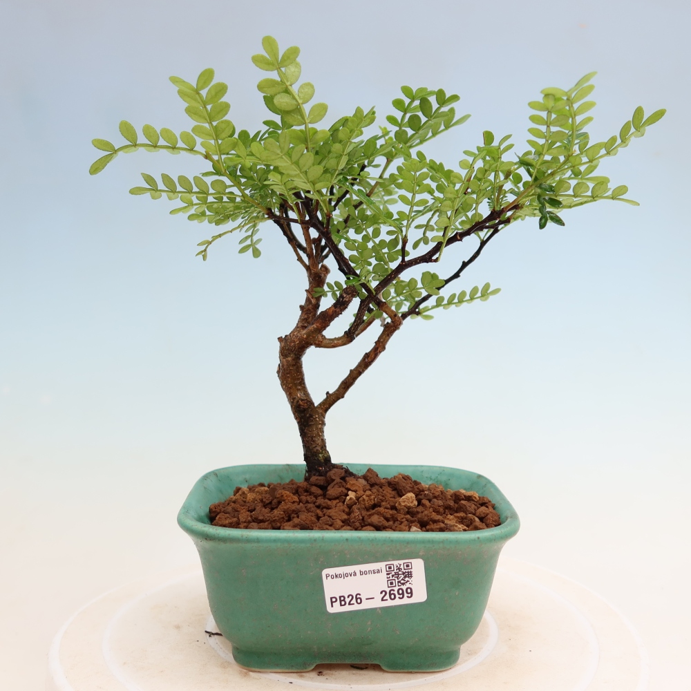 Camera bonsai - Zantoxylum piperitum - albero del pepe