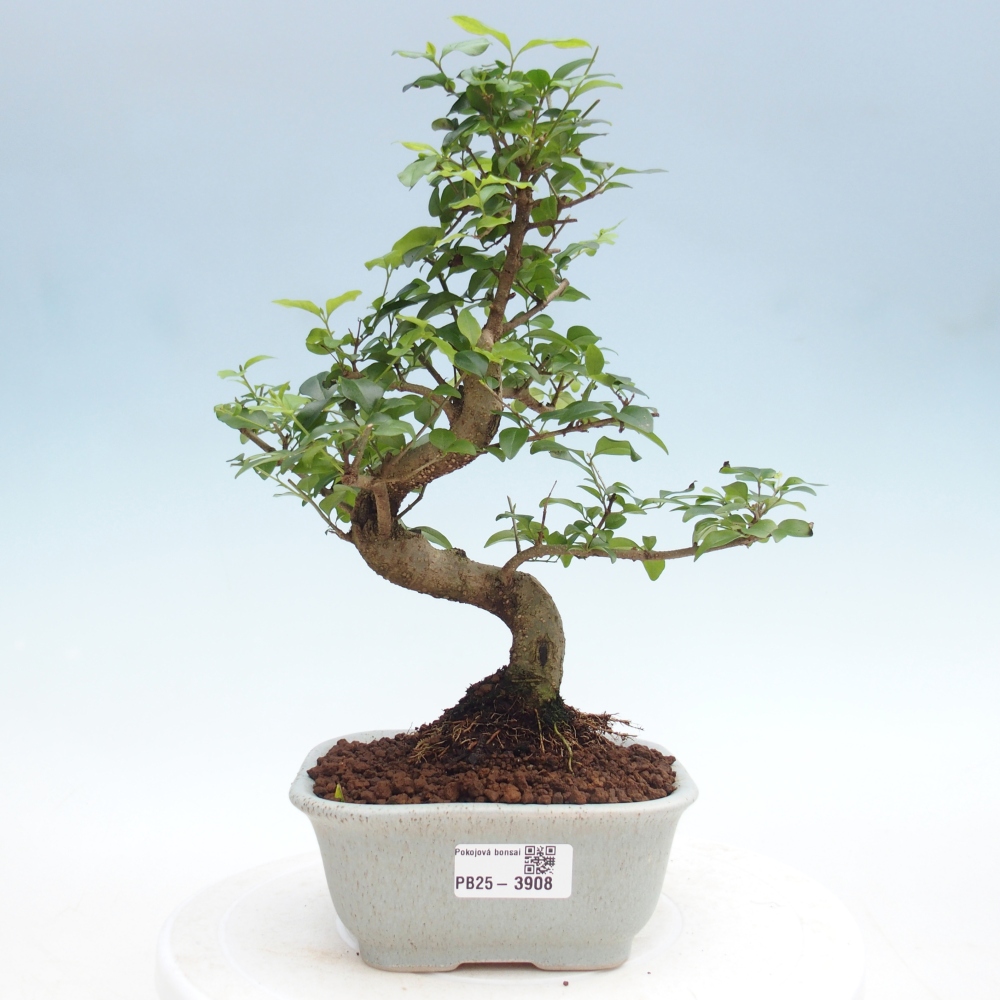 Camera bonsai -Ligustrum chinensis - Becco d'uccello