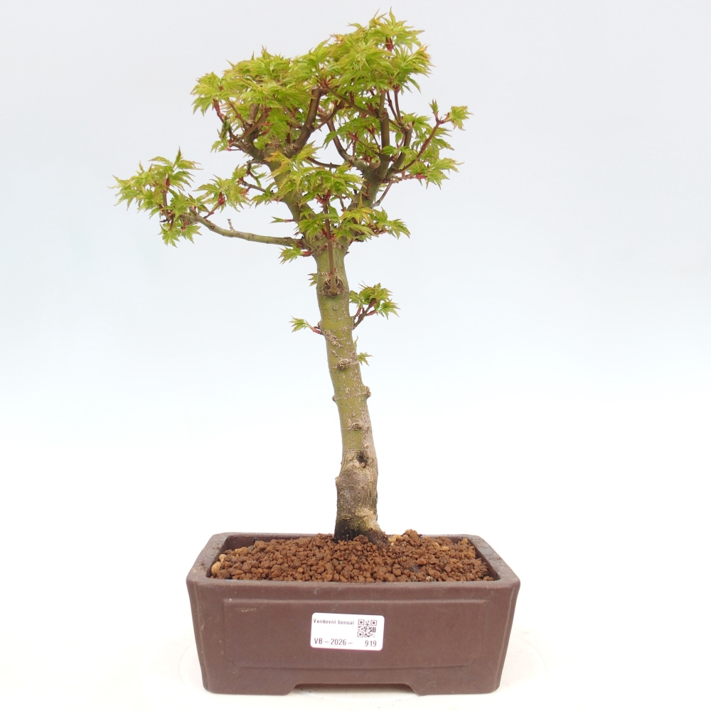 Bonsai da esterno -Palma di Giava Acer palmatum Shishigashira