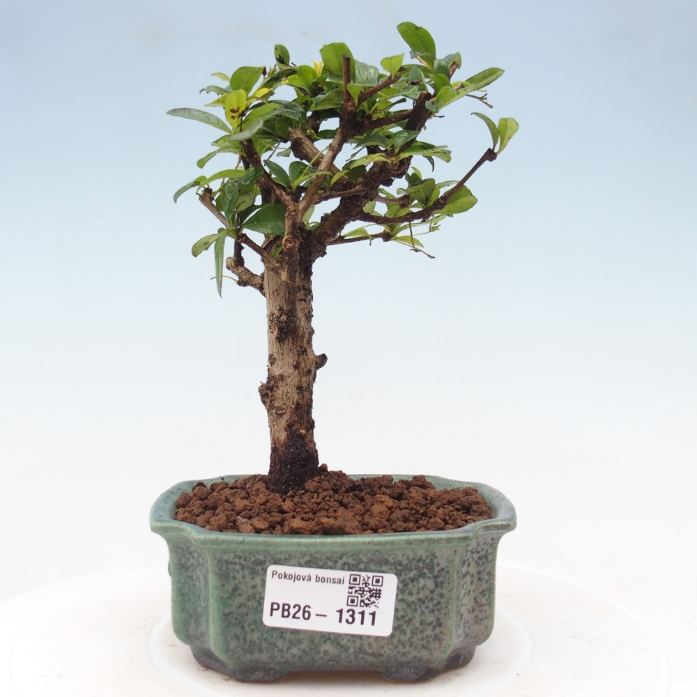 Camera bonsai - Carmona macrophylla - Tea fuki