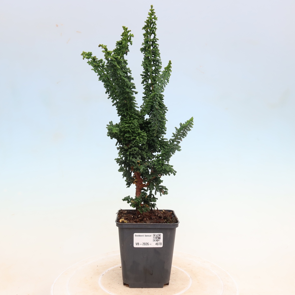 Bonsai da esterno - Cham. obtusa SEKKA HINOKI - Cipresso
