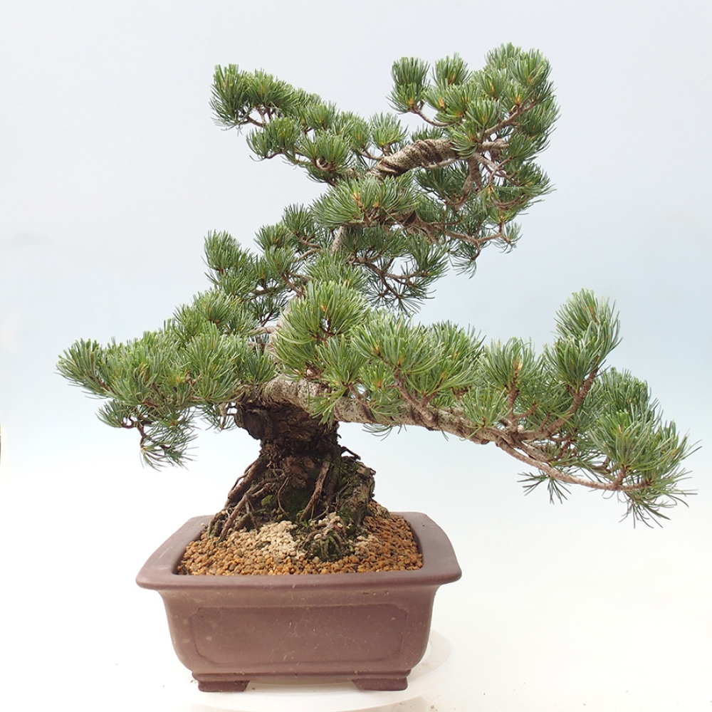 Bonsai da esterno - Pinus parviflora - Pinus parviflora
