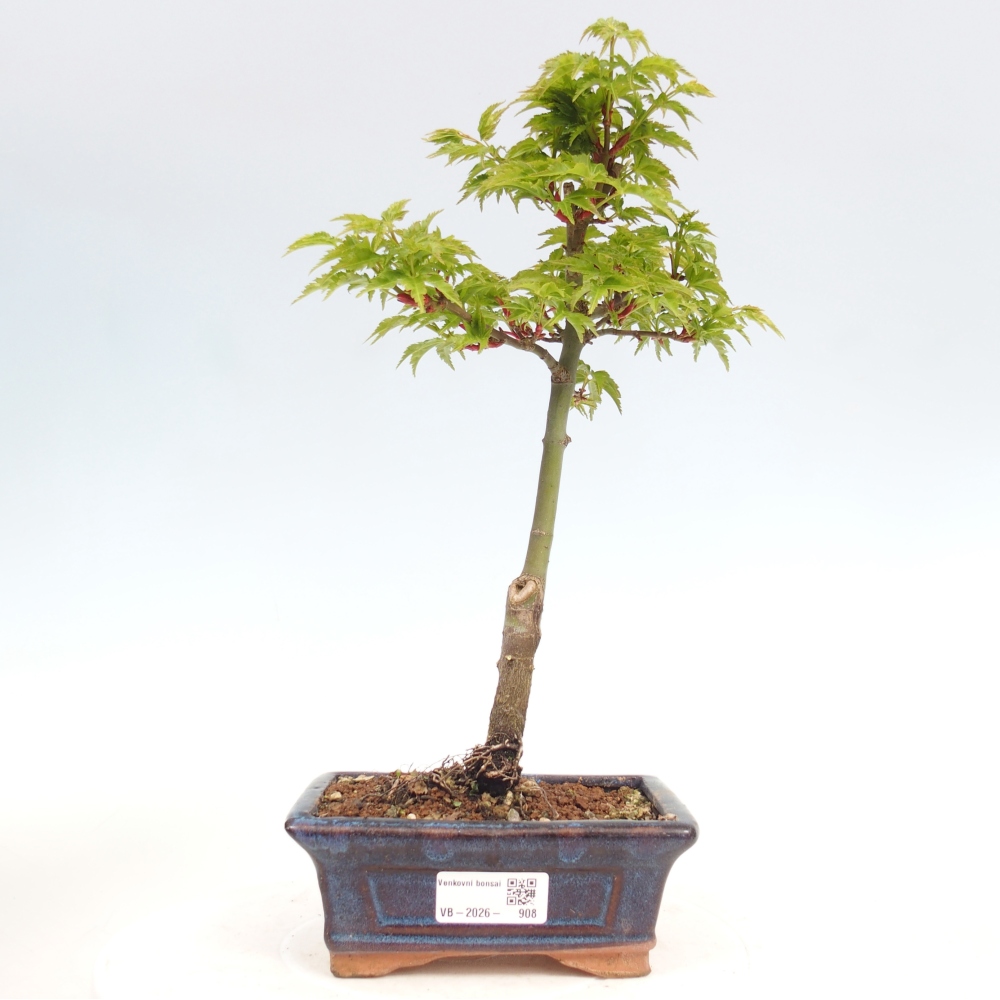 Bonsai da esterno -Javor a foglie piccole SHISHIGASHIRA