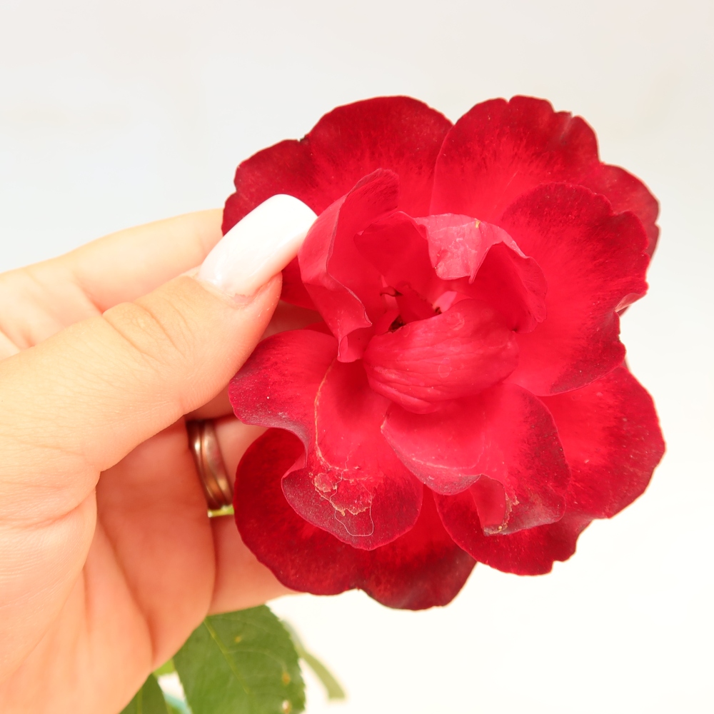 Bonsai da esterno - Rosa Kordes - rosa