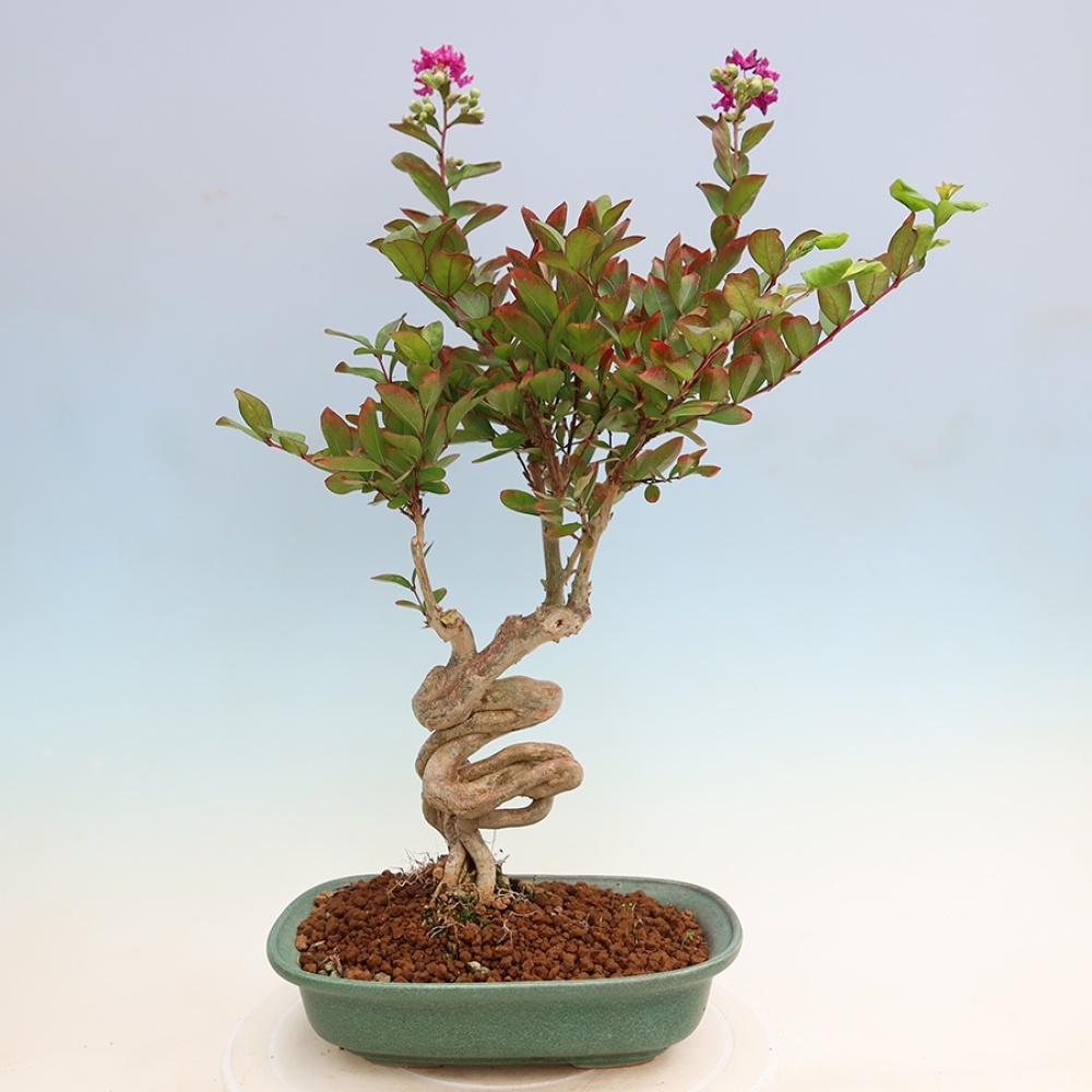 Bonsai da interno - Lagerstroemia indica - lillà indiano