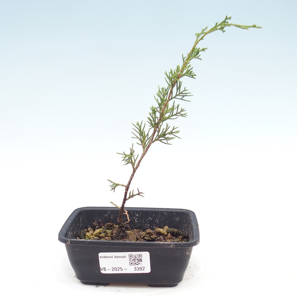 Bonsai da esterno - Juniperus chinensis Itoigawa