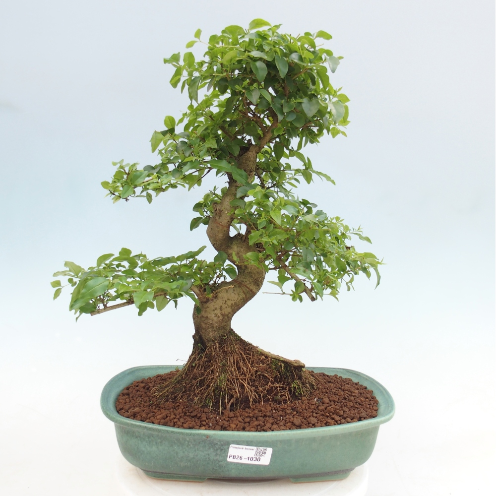 Camera bonsai -Ligustrum chinensis - Becco d'uccello