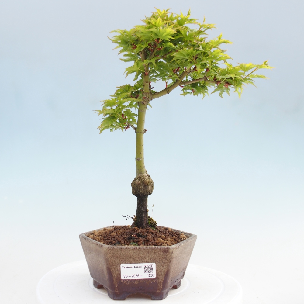 Bonsai da esterno -Palma di Giava Acer palmatum Shishigashira