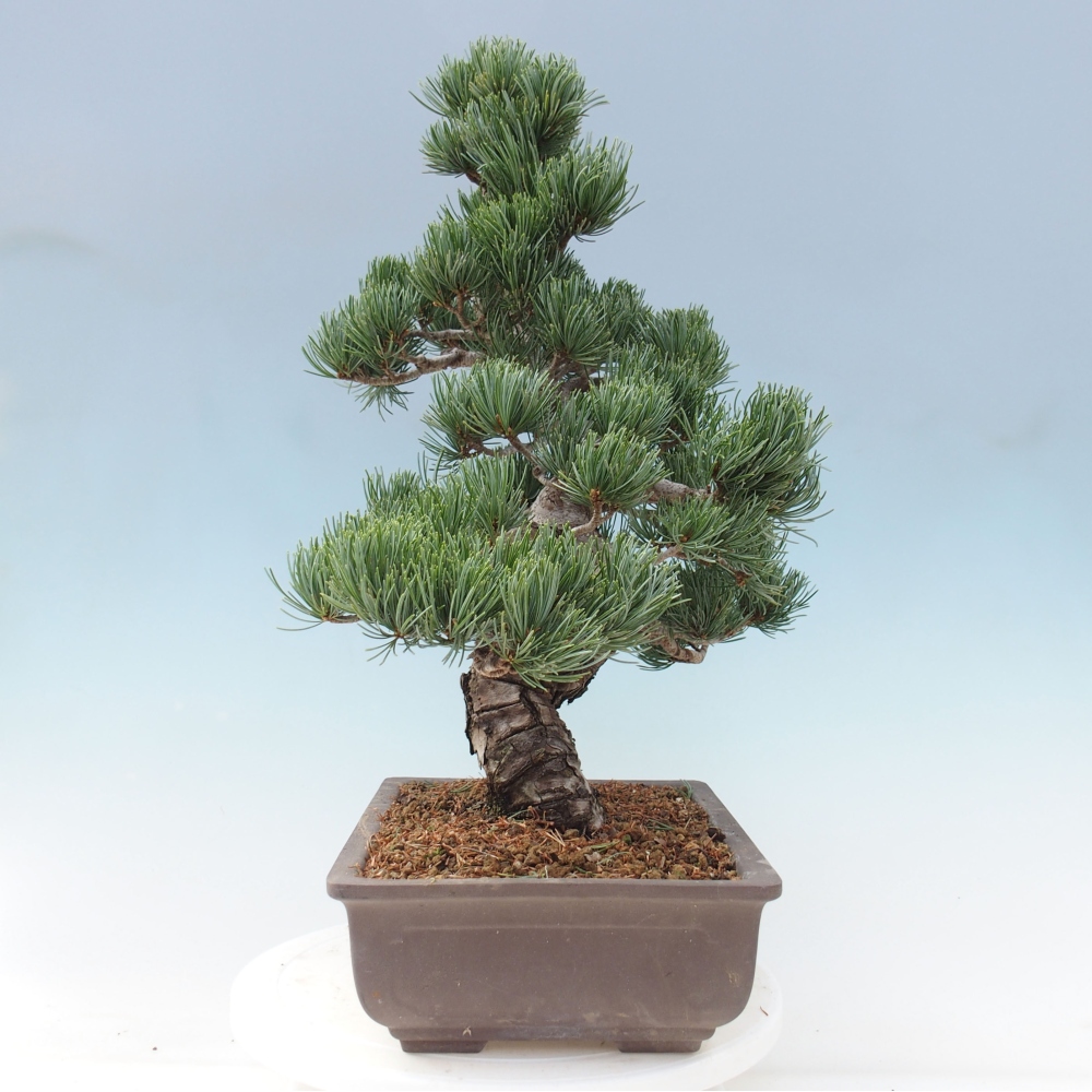 Bonsai da esterno - Pinus parviflora - Pinus parviflora