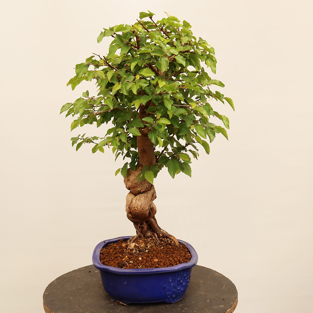 Bonsai da esterno -Carpinus Coreana - Carpino coreano