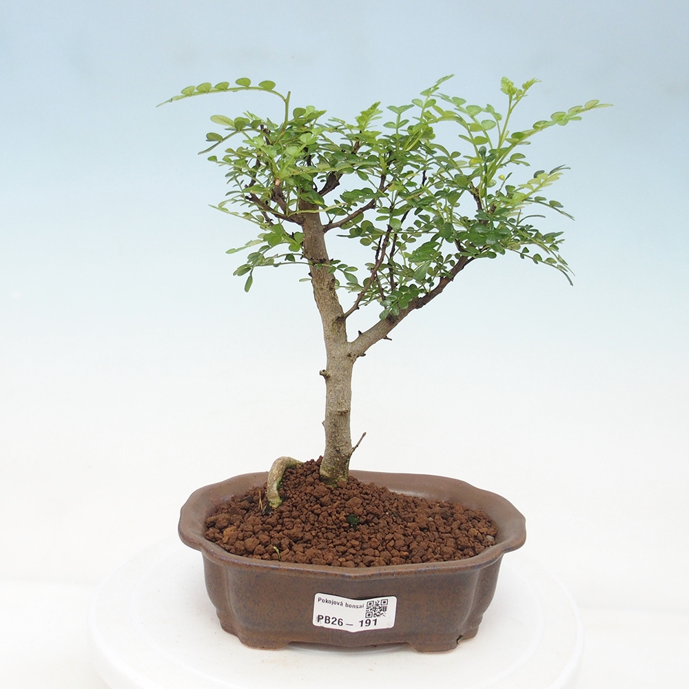 Camera bonsai - Zantoxylum piperitum - albero del pepe
