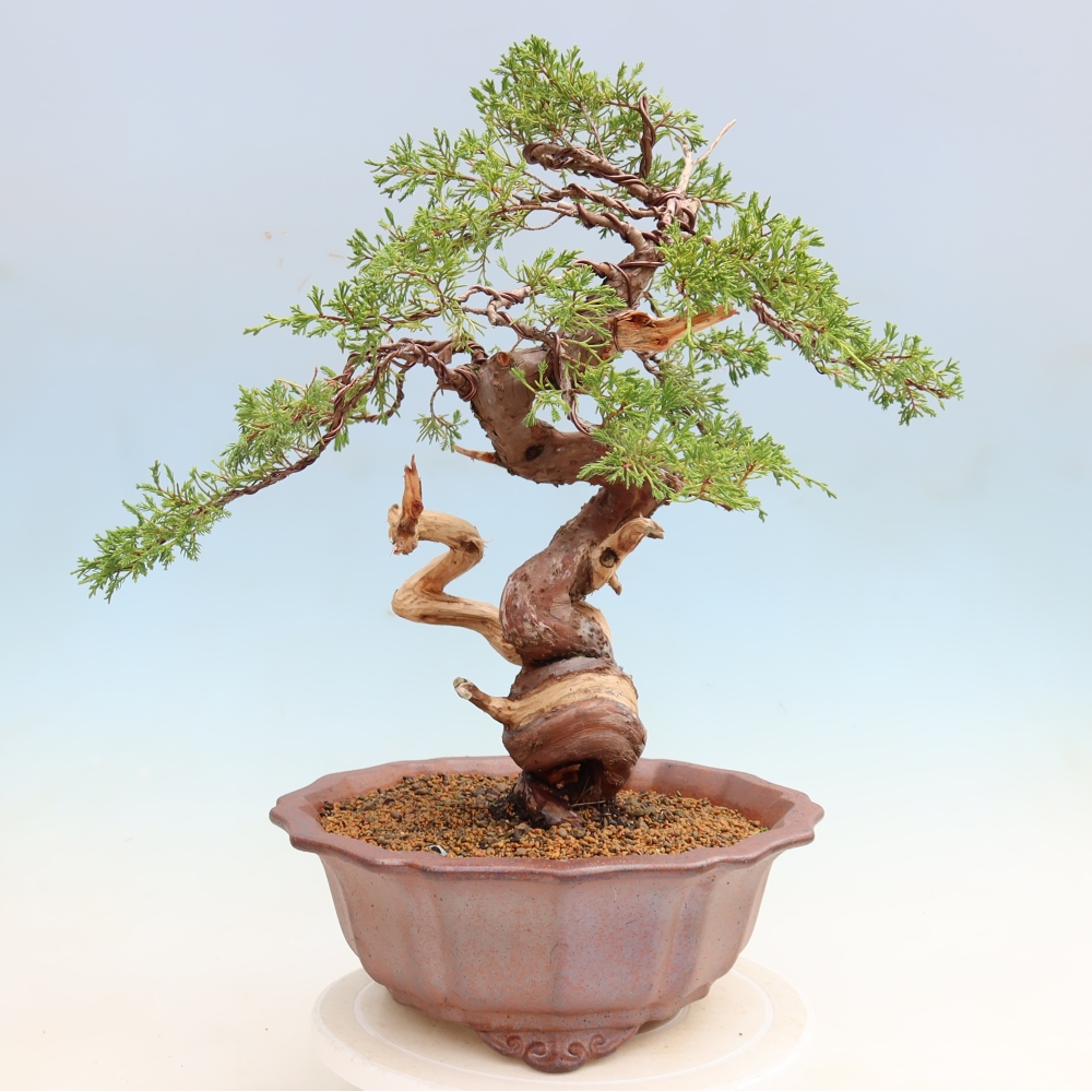 Bonsai da esterno - Juniperus chinensis Itoigawa-Juniperus chinensis