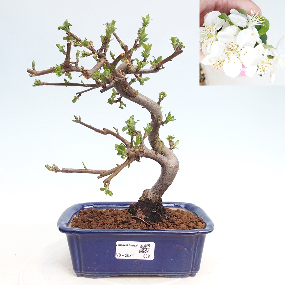 Bonsai da esterno - Malus sargentii - Melo a frutto piccolo