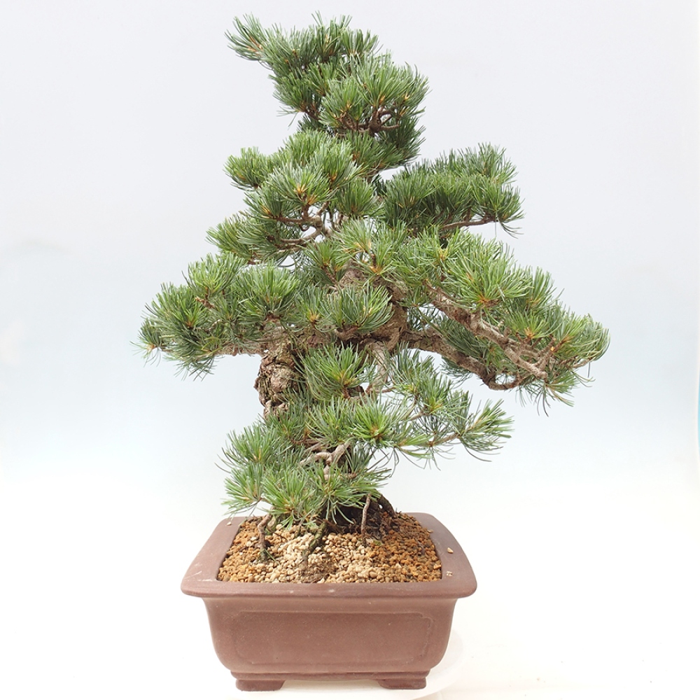 Bonsai da esterno - Pinus parviflora - Pinus parviflora