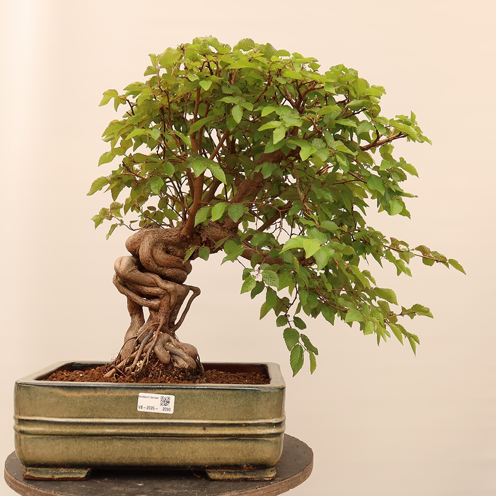 Bonsai da esterno -Carpinus Coreana - Carpino coreano