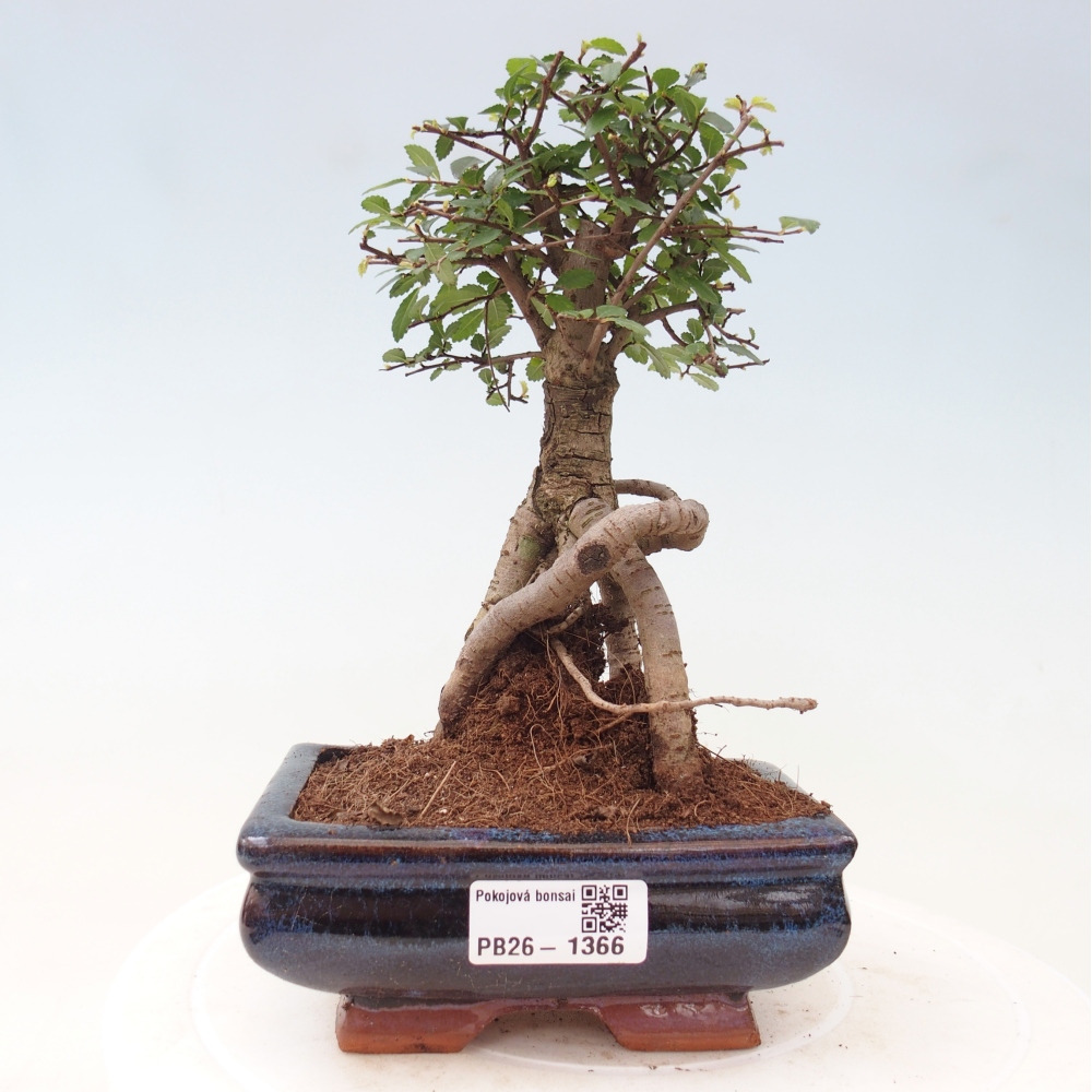 Camera bonsai - Ulmus parvifolia - Olmo a foglie piccole