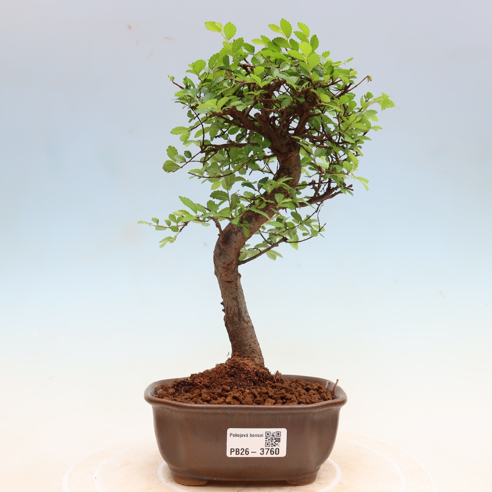 Camera bonsai - Ulmus parvifolia - Olmo a foglie piccole