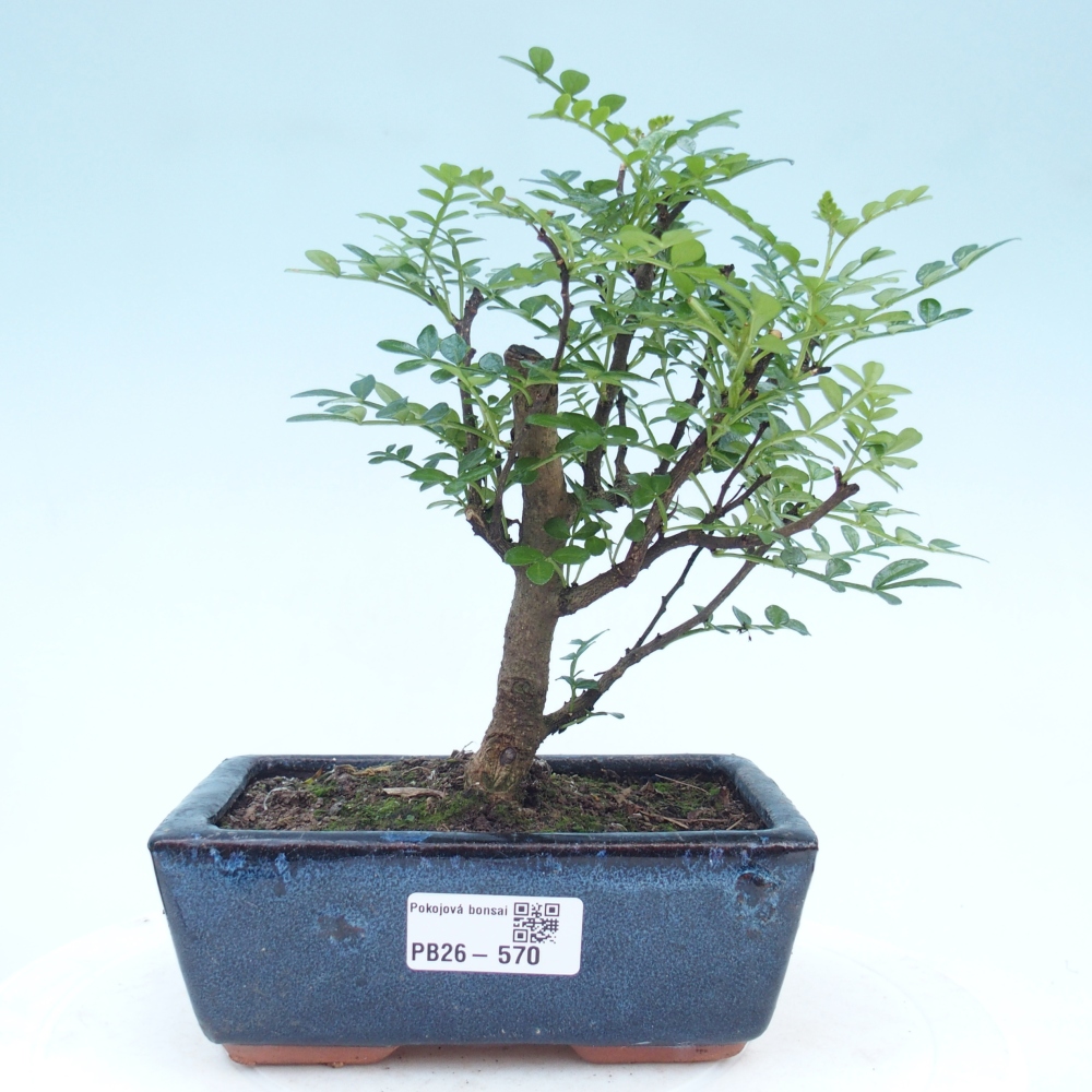 Camera bonsai - Zantoxylum piperitum - albero del pepe