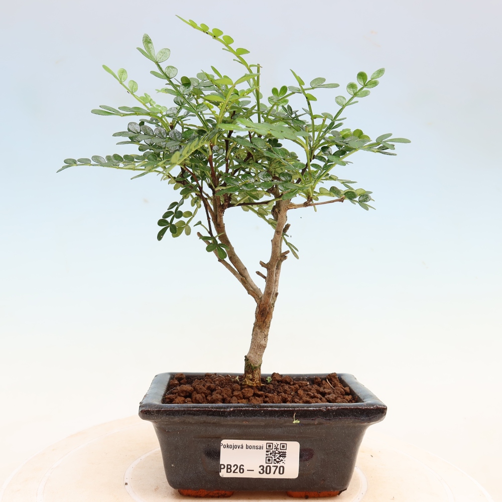 Camera bonsai - Zantoxylum piperitum - albero del pepe