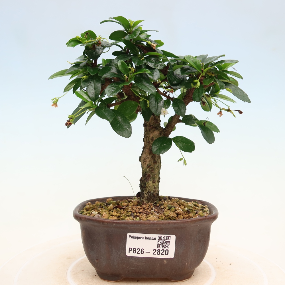 Camera bonsai - Carmona macrophylla - Tea fuki
