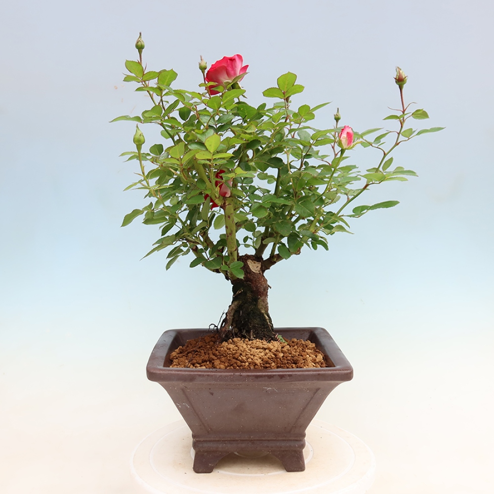 Bonsai da esterno - Rosa Kordes - rosa