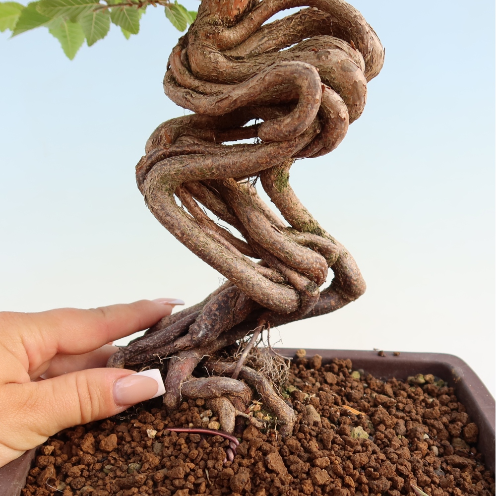 Bonsai da esterno -Carpinus Coreana - Carpino coreano