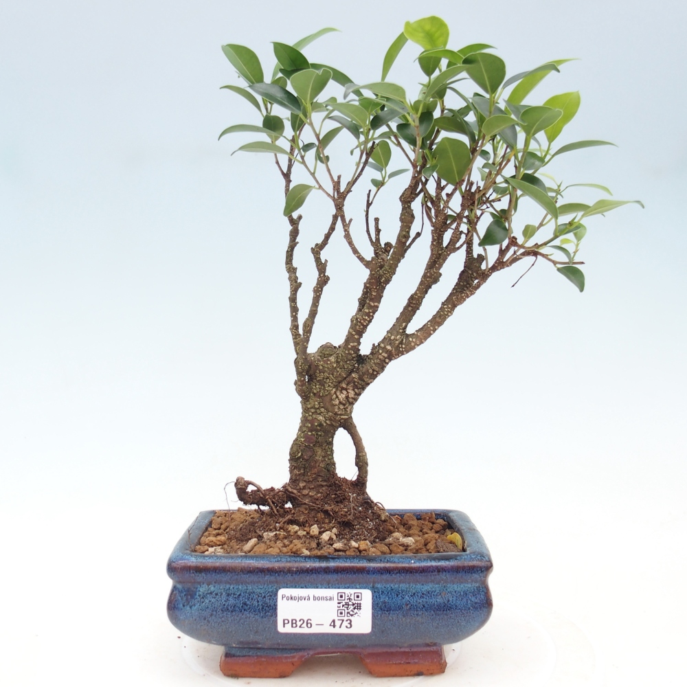Camera bonsai - Ficus retusa - ficus a foglie piccole