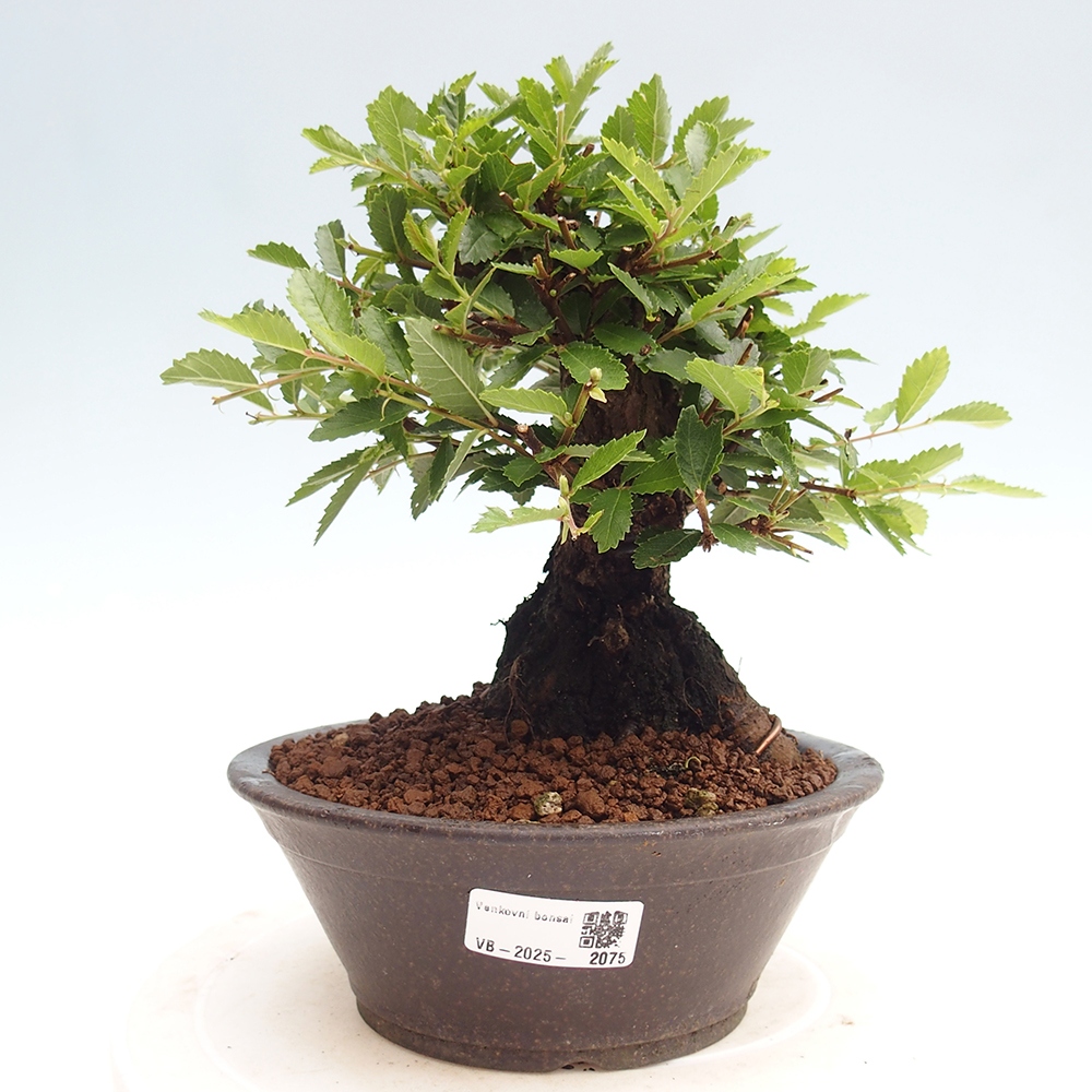 Bonsai da esterno - Zelkova - Zelkova NIRE