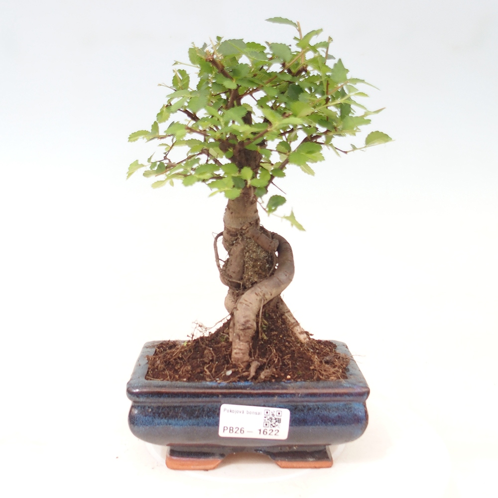 Camera bonsai - Ulmus parvifolia - Olmo a foglie piccole