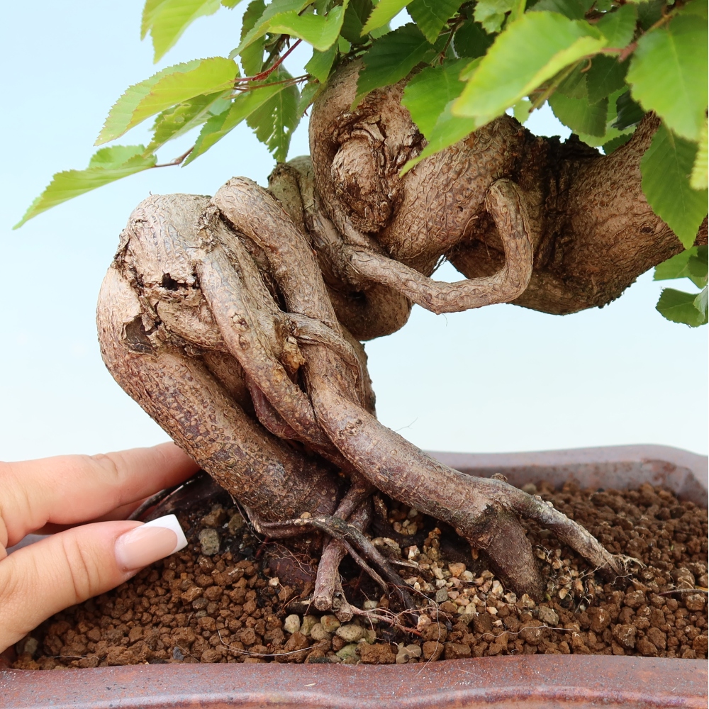 Bonsai da esterno -Carpinus Coreana - Carpino coreano
