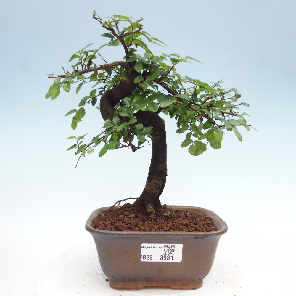 Camera bonsai - Ulmus parvifolia - Olmo a foglie piccole
