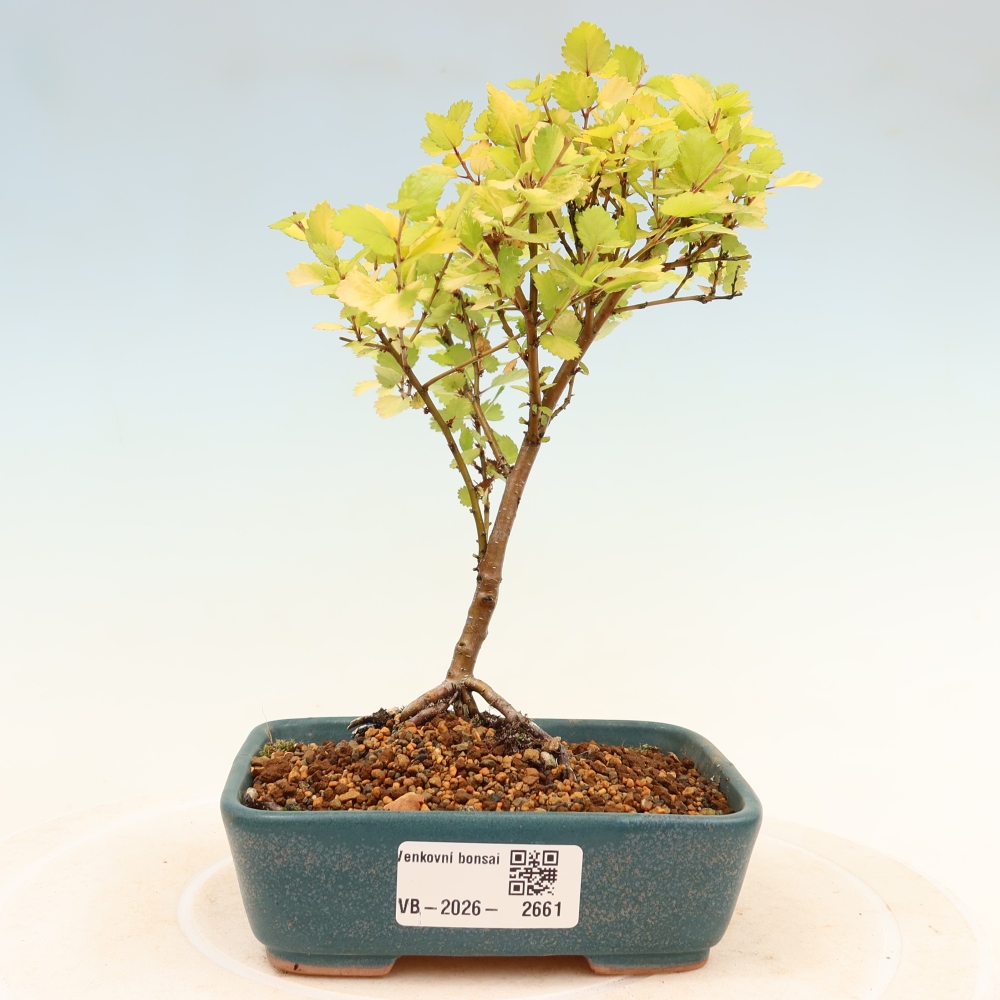 Bonsai da esterno - betulla nana - Betula NANA Golden Treasure