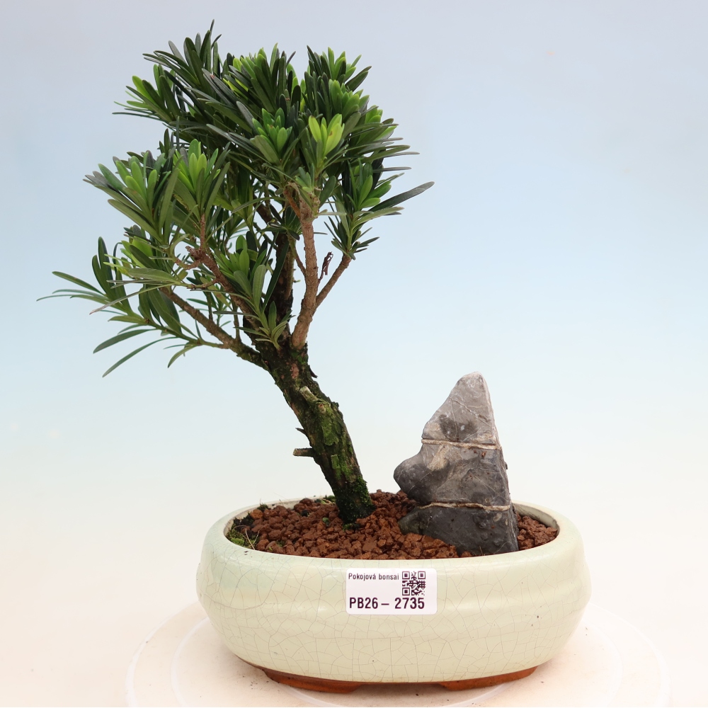 Camera bonsai - Podocarpus - Tasso delle pietre