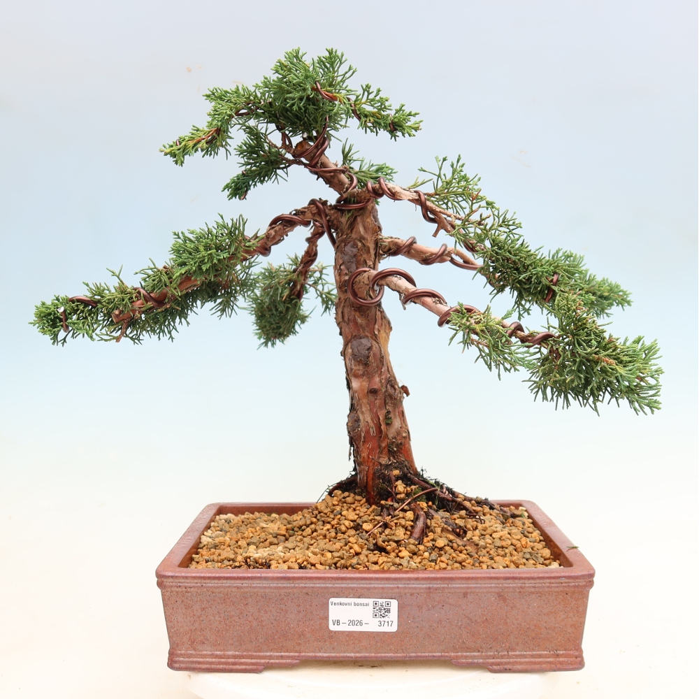 Bonsai da esterno - Juniperus chinensis Kishu