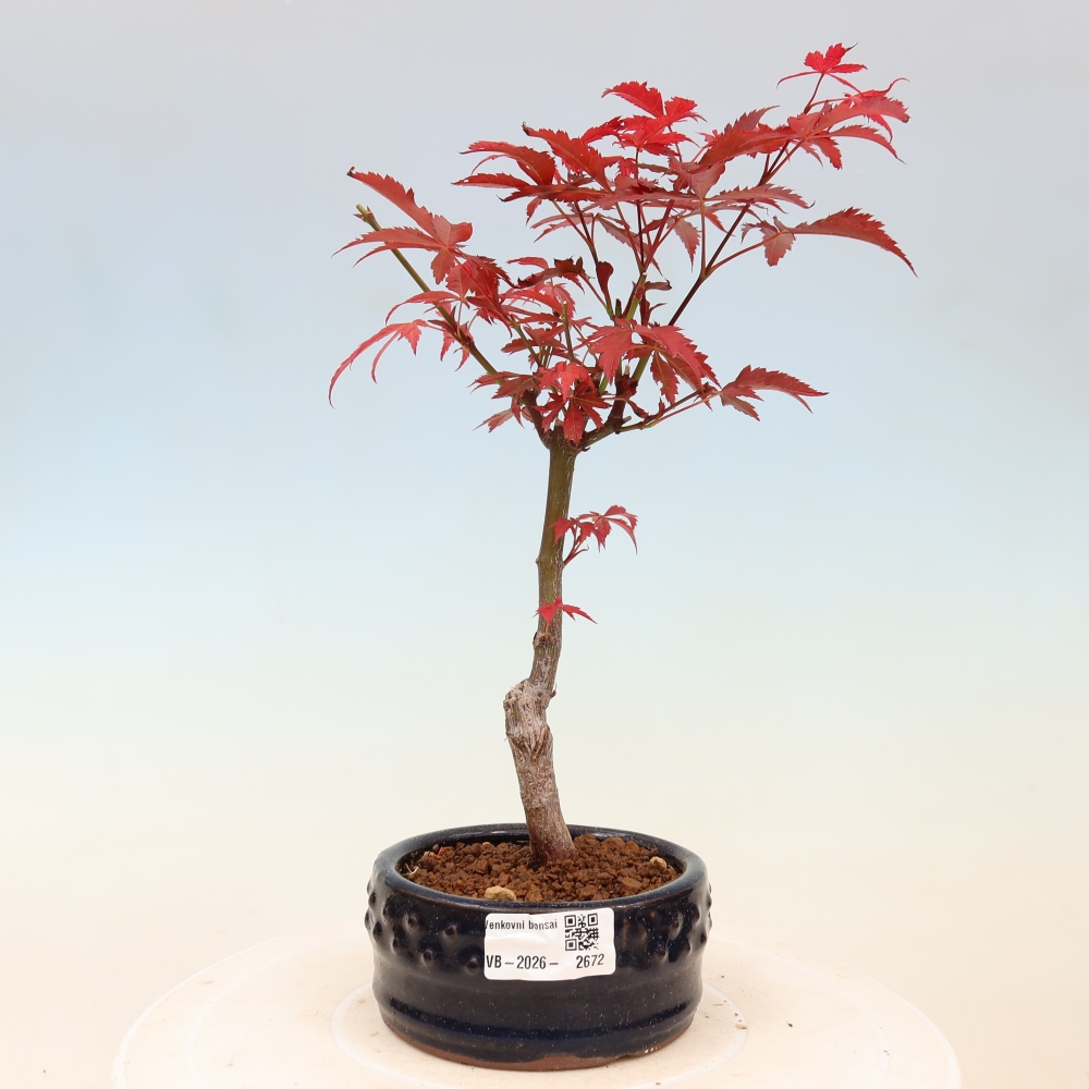 Bonsai da esterno - Palma Acer. Atropurpureum-Javor palmate