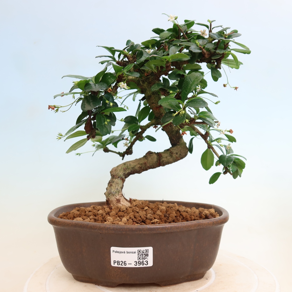 Camera bonsai - Carmona macrophylla - Tea fuki
