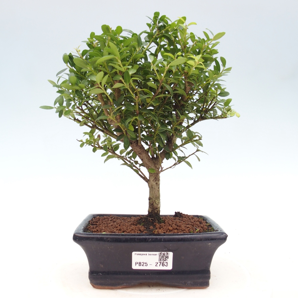 Camera bonsai - Ilex crenata - Agrifoglio