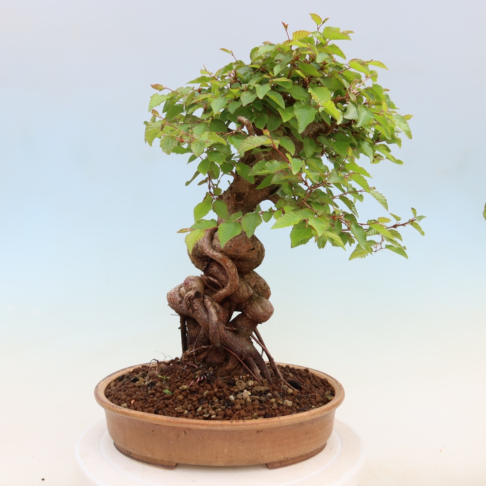 Bonsai da esterno -Carpinus Coreana - Carpino coreano