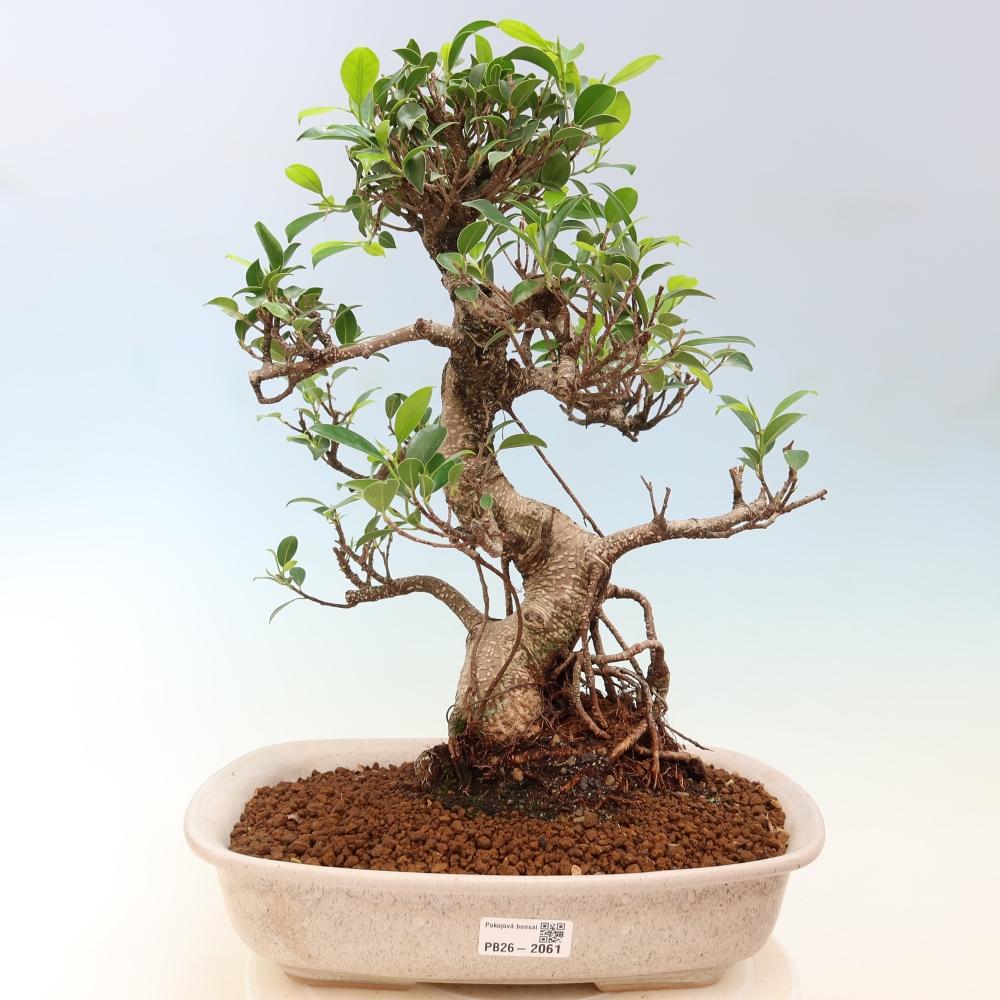 Camera bonsai - Ficus kimmen - ficus a foglie piccole